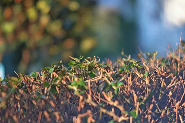 ISCO-Göttingen Isconar 135mm f4 (M42) - 00004969.webp