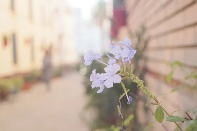 Meyer-Optik Görlitz Primagon 35mm f4.5 (M42) - 00002475.webp