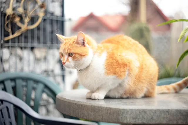 Jena Biotar 58mm f2.0 (wczesny, ~1953) (M42) - 00005184.webp