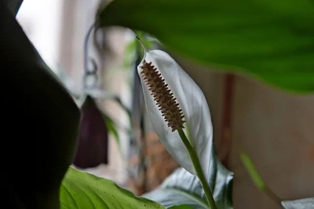 Formula 5 Gold Crown Macro Zoom 60-150mm f4 MC (M42) - 00005039.webp