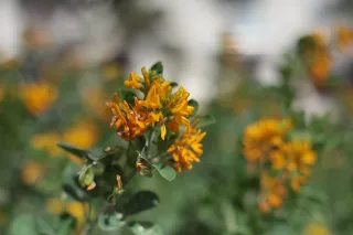 Carl Zeiss Jena DDR Pancolar Electric 50mm f1.8 (M42) - 00003274.webp