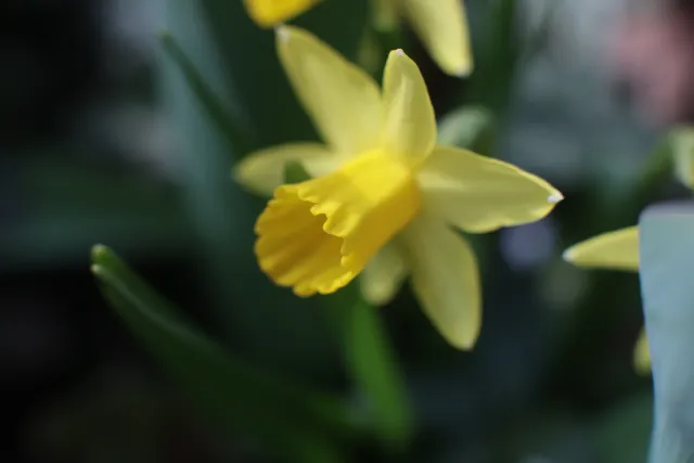 Canon Macro Lens FD 50mm f3.5 S.S.C. (FD) - 00005623.webp