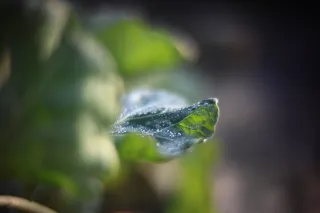 KOWA SUPER PROMINAR-16 50mm f1.2 Eiki 16mm (DIY) - 00002046.webp