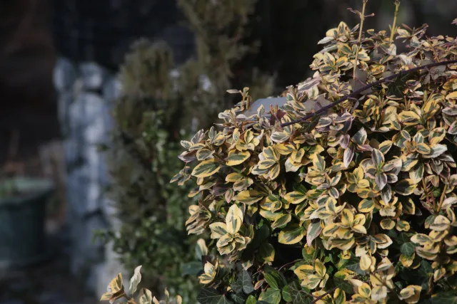 Formula 5 Gold Crown Macro Zoom 60-150mm f4 MC (M42) - 00005009.webp