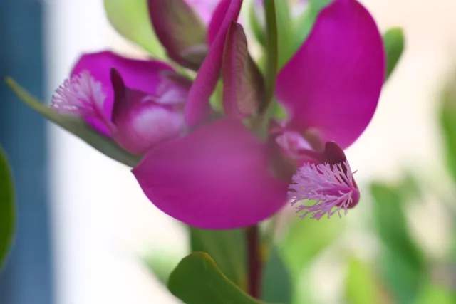 Carl Zeiss Jena DDR Pancolar Electric 50mm f1.8 (M42) - 00004077.webp