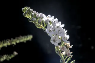 Meritar  Triplet 45mm f2.8 Makro Swirly Kwadrat Bokeh (EF) - 00002470.webp