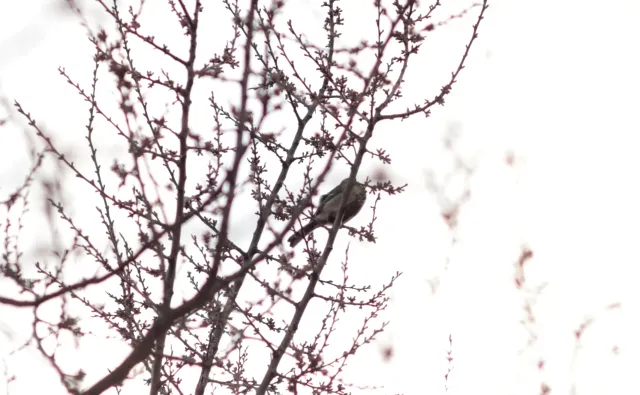 Canon Lens FD 135mm f2.5 S.C. (FD) - 00005259.webp