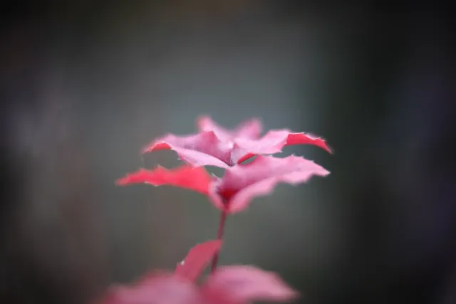 KOWA SUPER PROMINAR-16 50mm f1.2 Eiki 16mm (DIY) - 00002038.webp