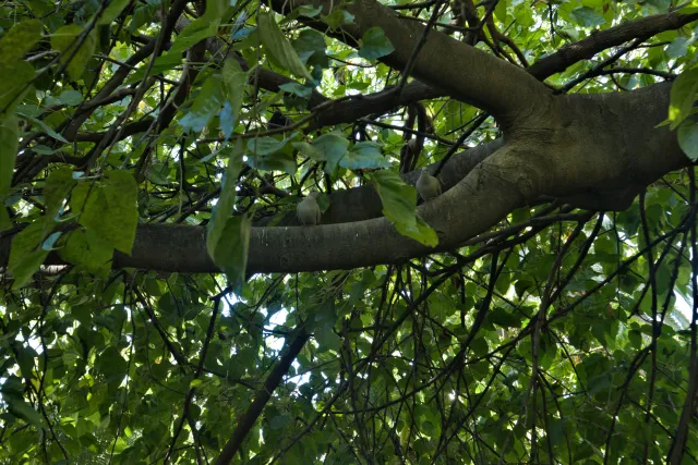 Industar-50-2 50mm f3.5 (M42) - 00000152.webp