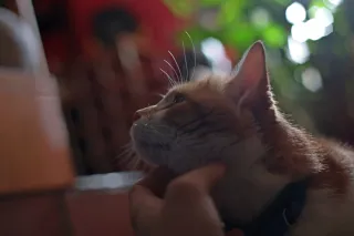 Asahi Opt. Co. SMC Pentax-M 50mm f1.7 (Pentax-K) - 00004729.webp