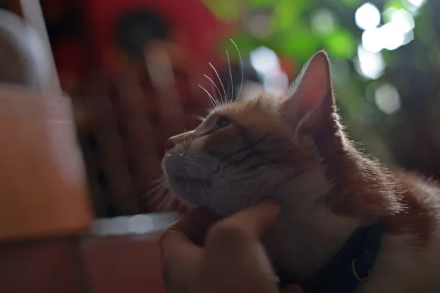 Asahi Opt. Co. SMC Pentax-M 50mm f1.7 (Pentax-K) - 00004729.webp