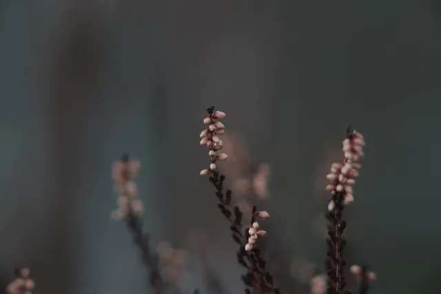 Carl Zeiss Jena DDR S 180mm f2.8 Zebra (M42) - 00004762.webp