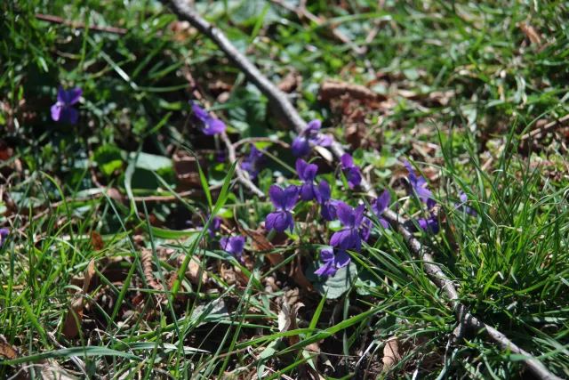 Vivitar Series 1 28-105mm f2.8-3.8 VMC Macro (Olympus OM) - 00005537.webp