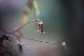 KOWA SUPER PROMINAR-16 50mm f1.2 Eiki 16mm (DIY) - 00001980.webp