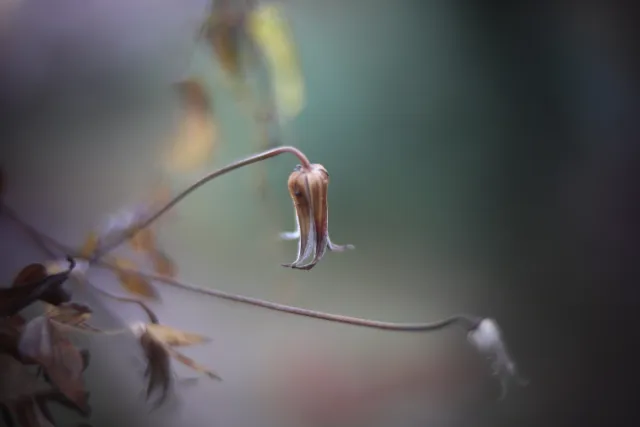 KOWA SUPER PROMINAR-16 50mm f1.2 Eiki 16mm (DIY) - 00001980.webp