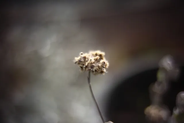 KOWA SUPER PROMINAR-16 50mm f1.2 Eiki 16mm (DIY) - 00002033.webp