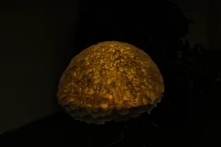 Zenith Helios-77M-4 50mm f1.8 VOMZ (M42) - 00001390.webp