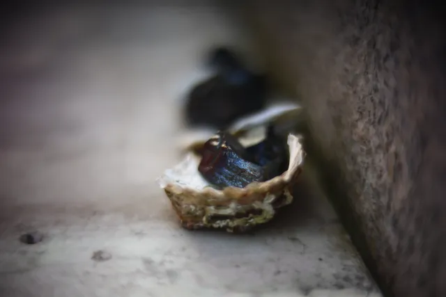 KOWA SUPER PROMINAR-16 50mm f1.2 Eiki 16mm (DIY) - 00001977.webp