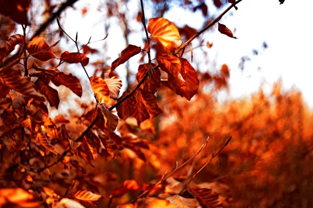 Kilfitt Makro-Kilar D f2.8 40mm (EXA) - 00005314.webp