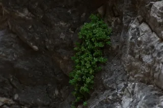 Osawa 135mm f2.8 (Minolta MD) - 00002953.webp