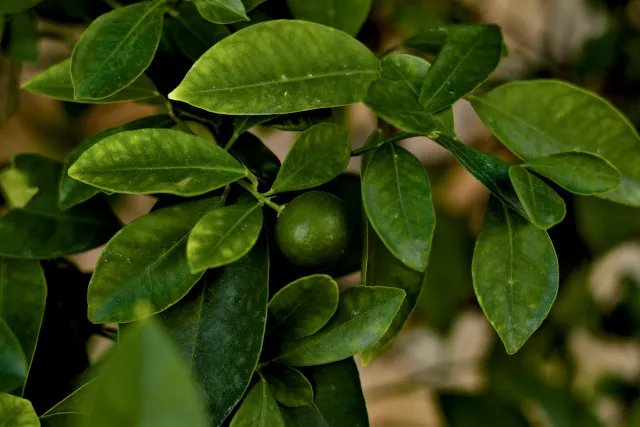 Zenith Helios-77M-4 50mm f1.8 VOMZ (M42) - 00001041.webp