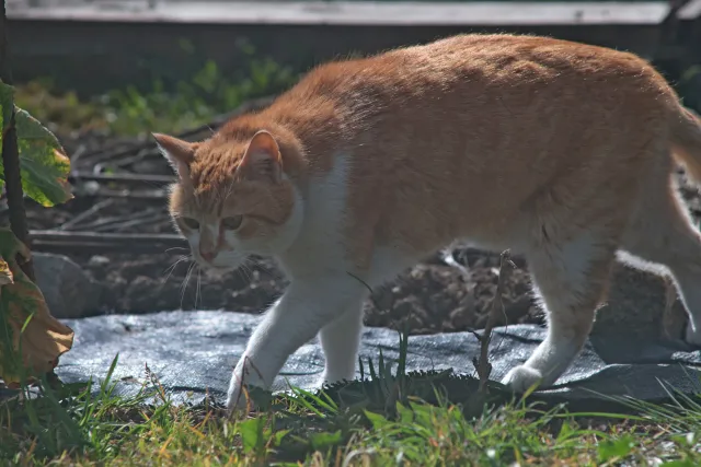 Auto Revuenon MC 200mm f3.3 (Pentax-K) - 00005739.webp