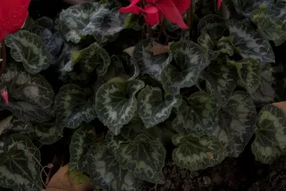 Zenith Helios-77M-4 50mm f1.8 VOMZ (M42) - 00000974.webp