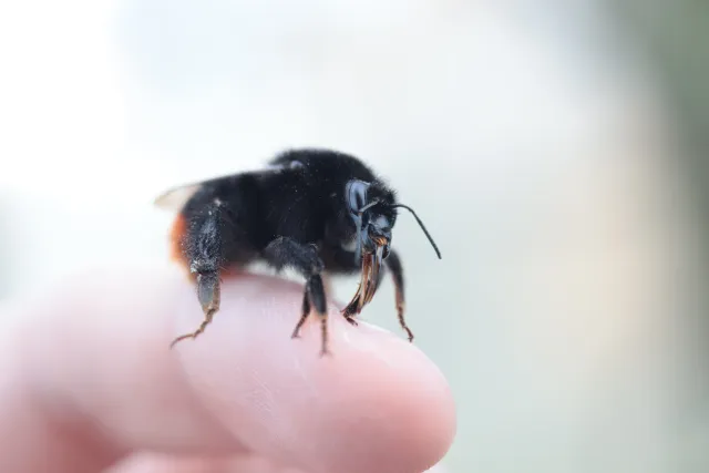 Canon Macro Lens FD 50mm f3.5 S.S.C. (FD) - 00005636.webp