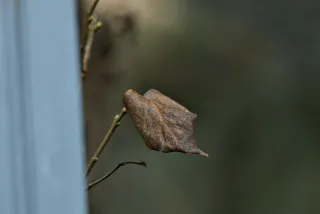 Carl Zeiss Jena Sonnar 180mm f2.8 MC (P6) - 00001521.webp