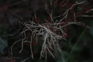 Carl Zeiss Jena DDR S 180mm f2.8 Zebra (M42) - 00004764.webp