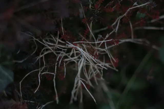 Carl Zeiss Jena DDR S 180mm f2.8 Zebra (M42) - 00004764.webp