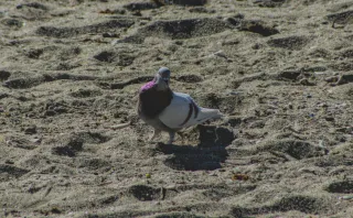 Tamron 28-300mm F3.5-6.3 (EF) - 00001066.webp