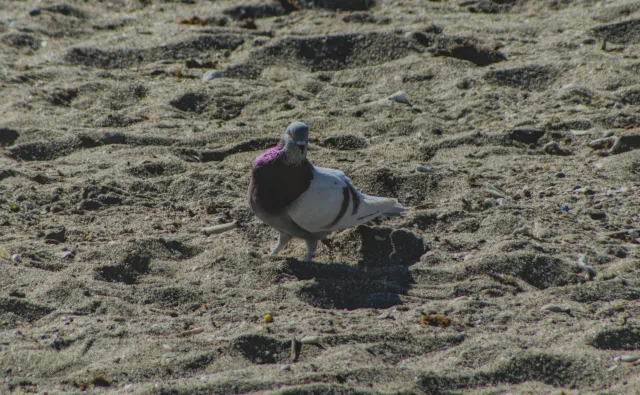 Tamron 28-300mm F3.5-6.3 (EF) - 00001066.webp