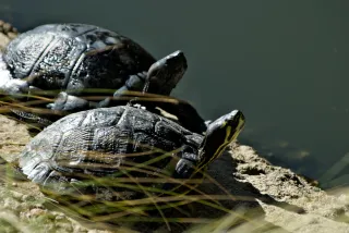 Tamron 28-300mm F3.5-6.3 (EF) - 00001096.webp