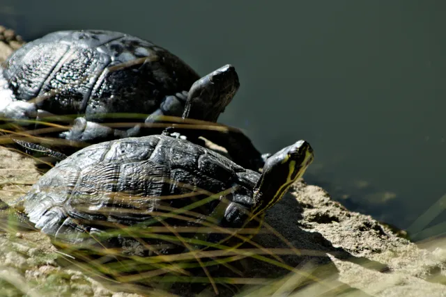 Tamron 28-300mm F3.5-6.3 (EF) - 00001096.webp