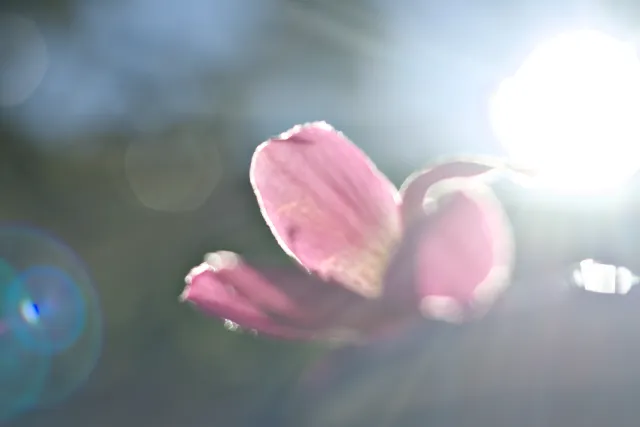 Meyer-Optik Görlitz Primagon 35mm f4.5 (M42) - 00001287.webp