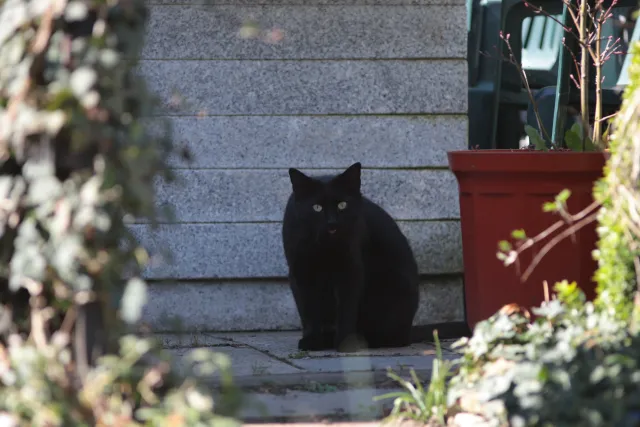 Jupiter-21M 200mm f4 (M42) - 00005589.webp