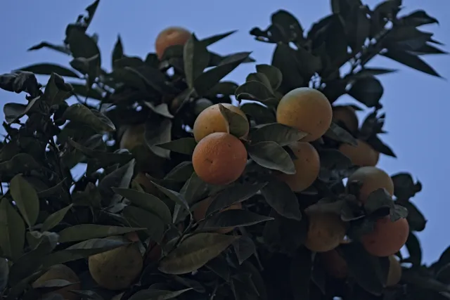 Industar-50-2 50mm f3.5 (M42) - 00002391.webp