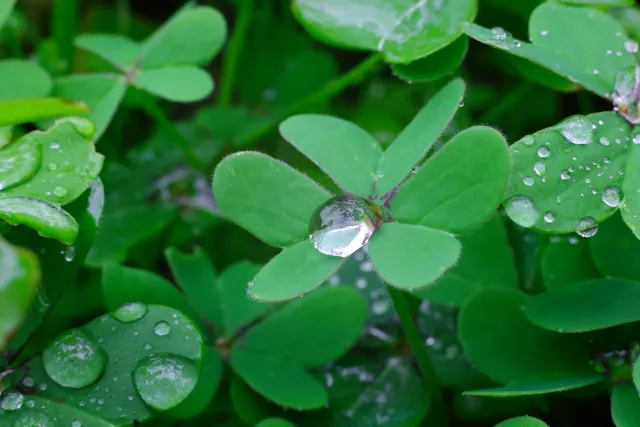 Carl Zeiss Jena DDR Pancolar Electric 50mm f1.8 (M42) - 00004481.webp