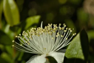 Meyer-Optik Görlitz Primagon 35mm f4.5 (M42) - 00001172.webp