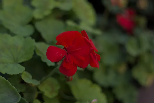 Industar-50-2 50mm f3.5 (M42) - 00002417.webp