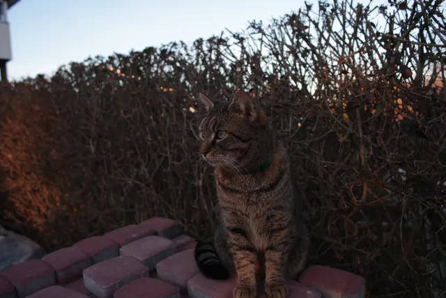 Yashica Lens ML 28mm f2.8 (CY) - 00004948.webp