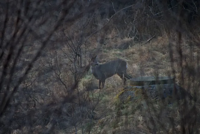 Spiratone Plura-Coat SharpShooter-S 400mm f6.3 (T2-M42) - 00005284.webp