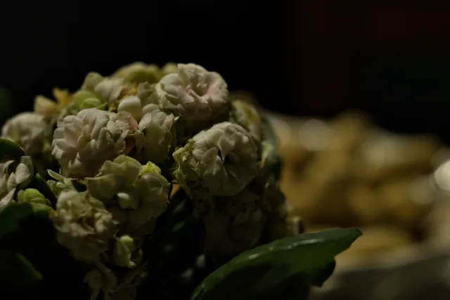 P.Angenieux Paris F.100mm.(M42) - 00001492.webp