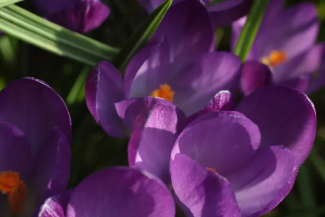 Yashica Lens ML 50mm f1.9 (CY) - 00005363.webp