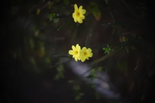 Simplex Ampro Ltd 2.5cala (63.5mm) f1.8 16mm (DIY) - 00003102.webp