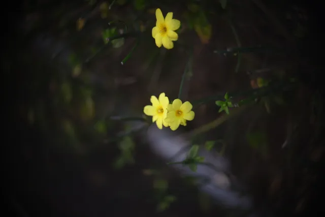 Simplex Ampro Ltd 2.5cala (63.5mm) f1.8 16mm (DIY) - 00003102.webp