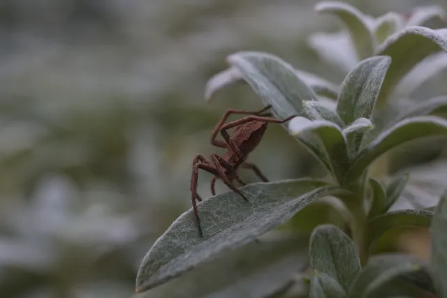 Kilfitt Makro-Kilar D f2.8 40mm (EXA) - 00004866.webp