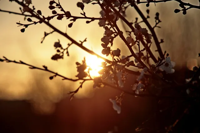 Canon FD 70-210mm f4 (FD) - 00005459.webp