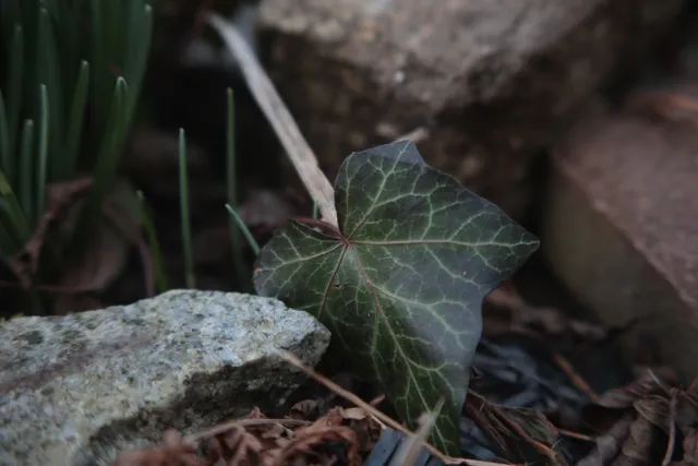 Formula 5 Gold Crown Macro Zoom 60-150mm f4 MC (M42) - 00005019.webp